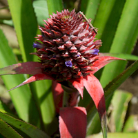 Photo de Bali - Autour de Munduk